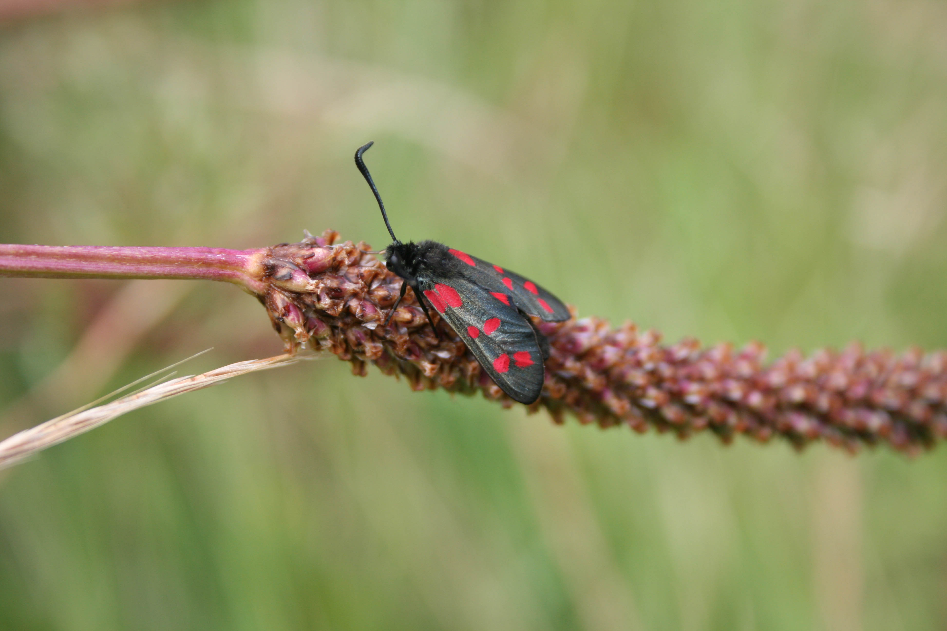 Six-spot burnet - photograph by Justin Bere_0.jpg